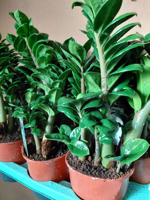 Zamioculcas zenzi, zamiokulkas 40-50cm WYSYŁKA