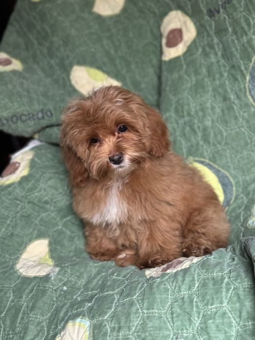 Мальтіпу хлопчик ред браун міні мікро тікап 2,5 кг