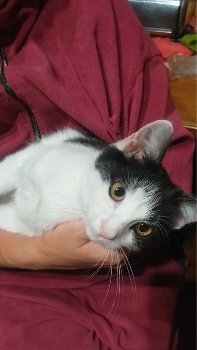Котик 4 місяці в добрі руки