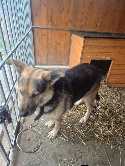 Jurek pies pilnie szuka domu!