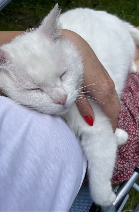 Біла кішка Сніжинка