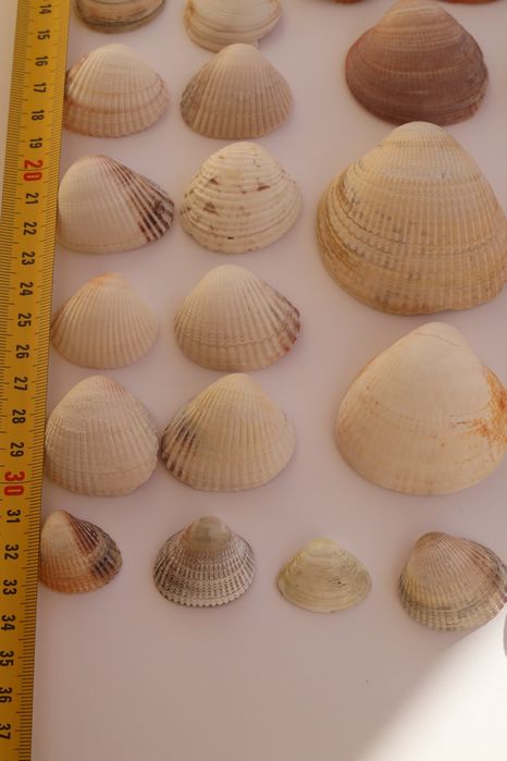 Conjunto pack 36 conchas do mar Algarve