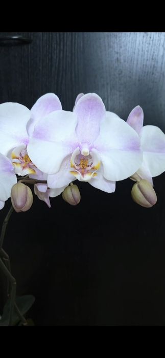 Сортовая орхидея