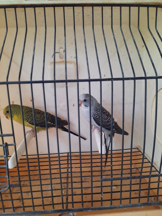 Piriquitos asas negras