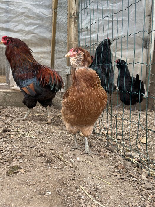 Casal Raça Araucana