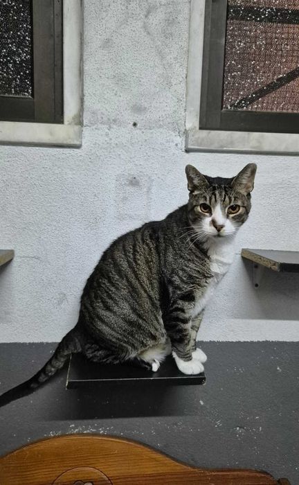 Gato para adoção consciente