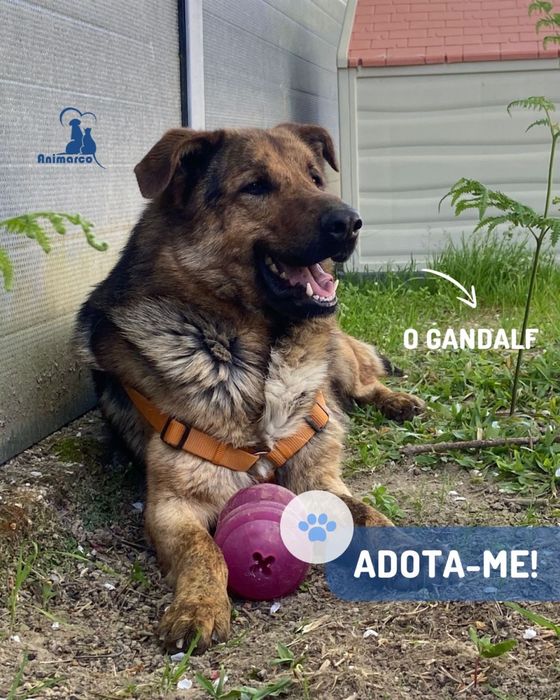 Gandalf - cao jovem de porte grande