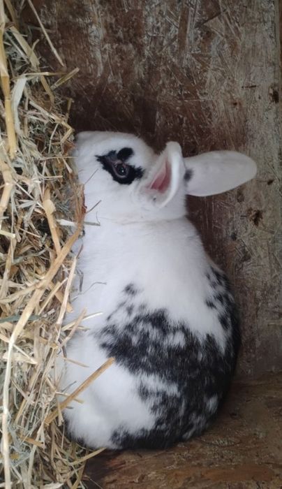 Sprzedam króliki (19 królików )