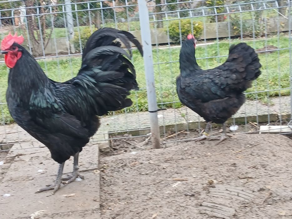 Kogut kura australorp czarny