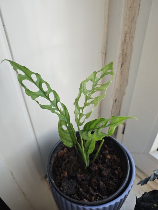 Monstera oblíqua peru