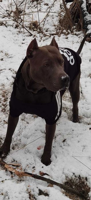 Вязка Американский Питбуль