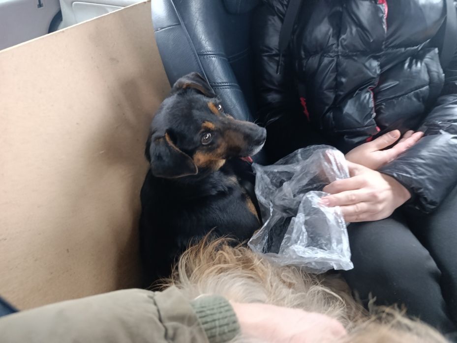 Маленький хатній собачка