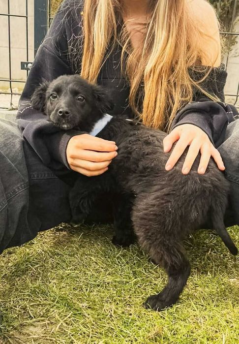 Szczeniak, suczka do adopcji