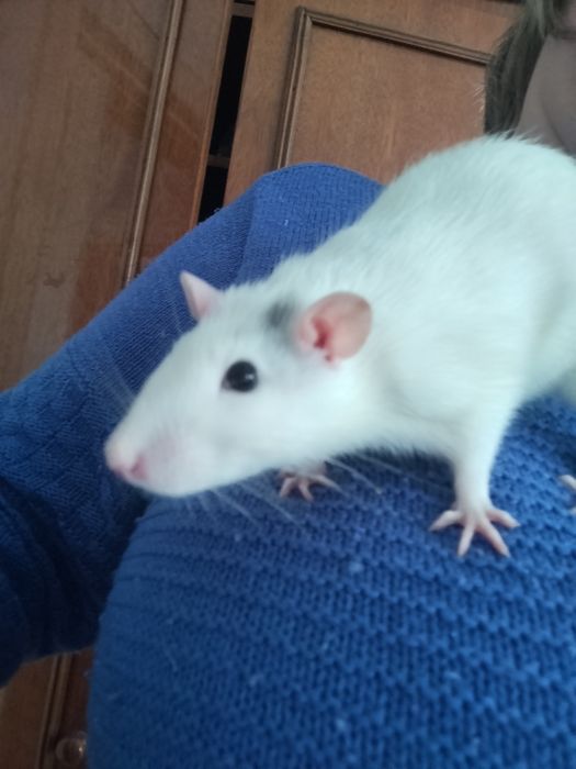 Щури декоративні ручні криси домашні гризуни