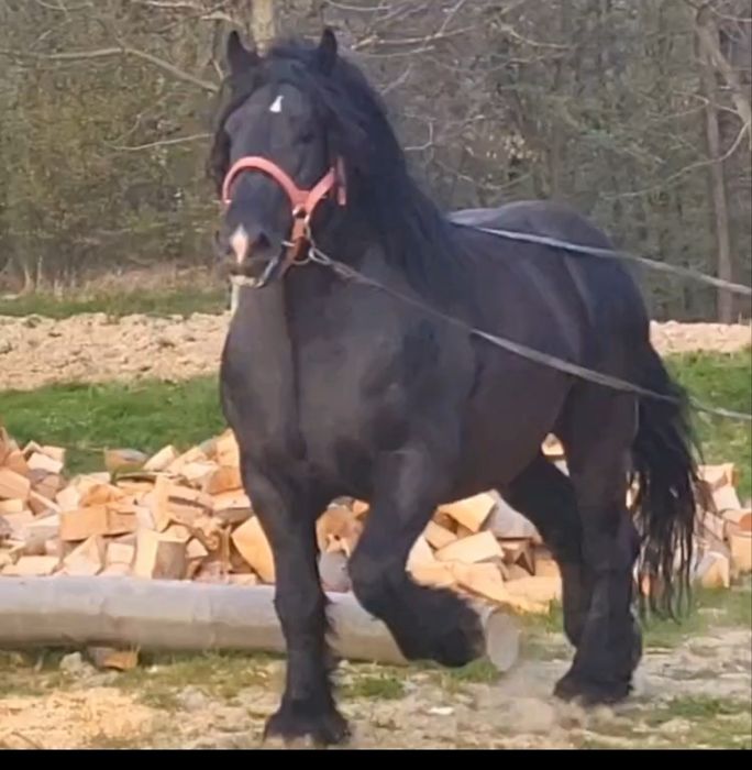 Ogiery Kary Zimnkorwisty