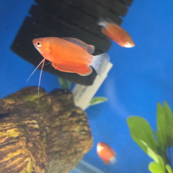 PRĘTNIK CZERWONY, Rybki akwariowe