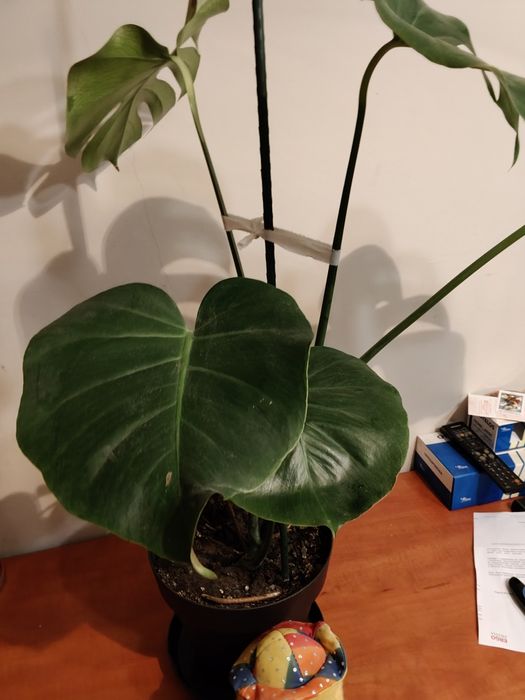 Monstera deliciosa