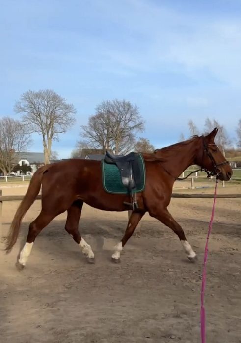 Hodowlana Hanowerka malowana kasztanka