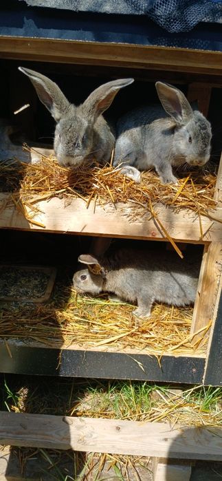 Króliki młode boss