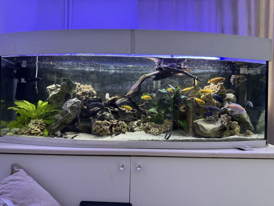 Akwarium panoramiczne 340 l z obsada kamieniami filtrami