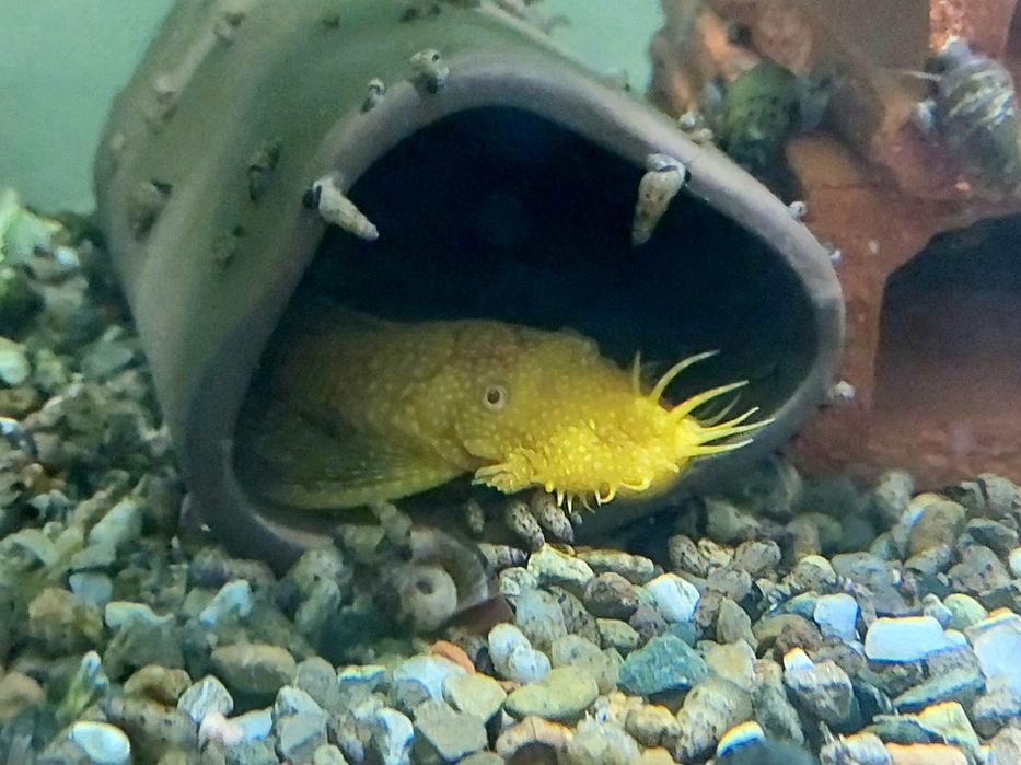 Ancistrus sp. Gold Albinos Juvenis (3-4cm)