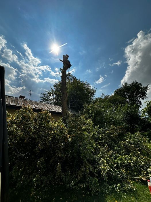 Wycinka drzew i krzewów/ metodą alpinistyczną lub tradycyjną