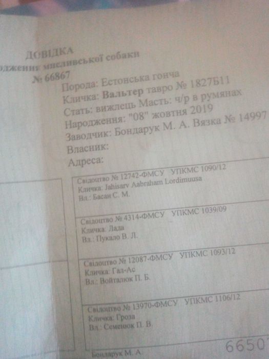 Вязка срочно Естонська гончая