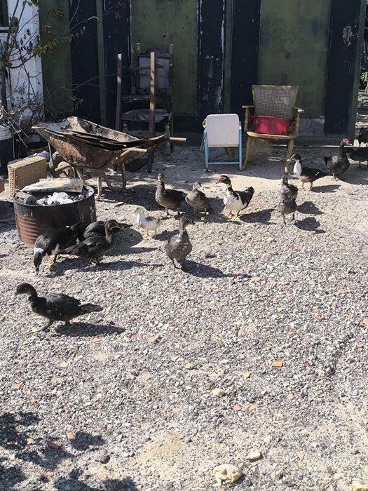 Patos mudos 10€ cada