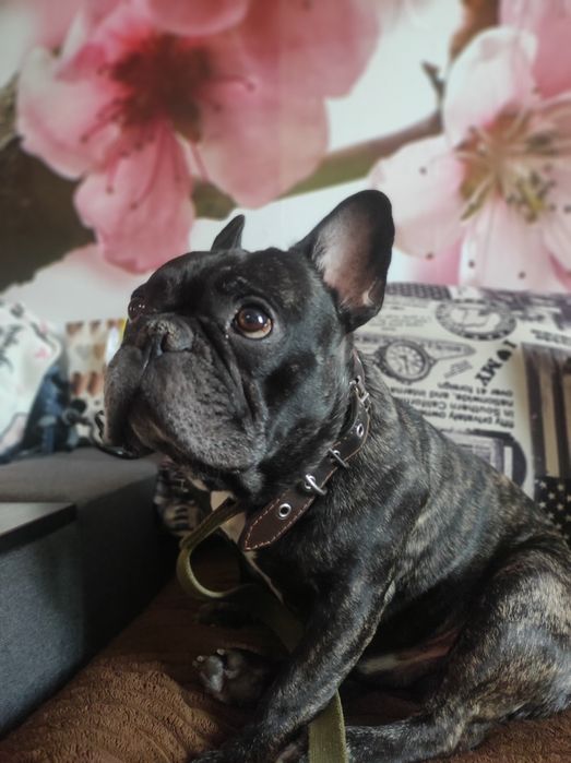 Французский бульдог вязка