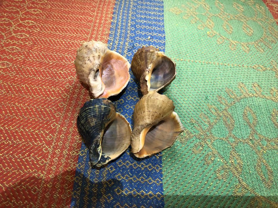 Морская ракушка раковина для декора в аквариум