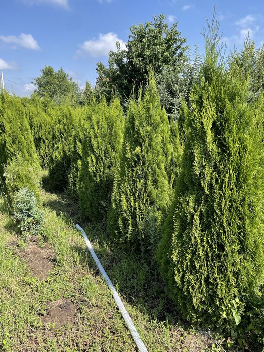 Туя смарагд 2м