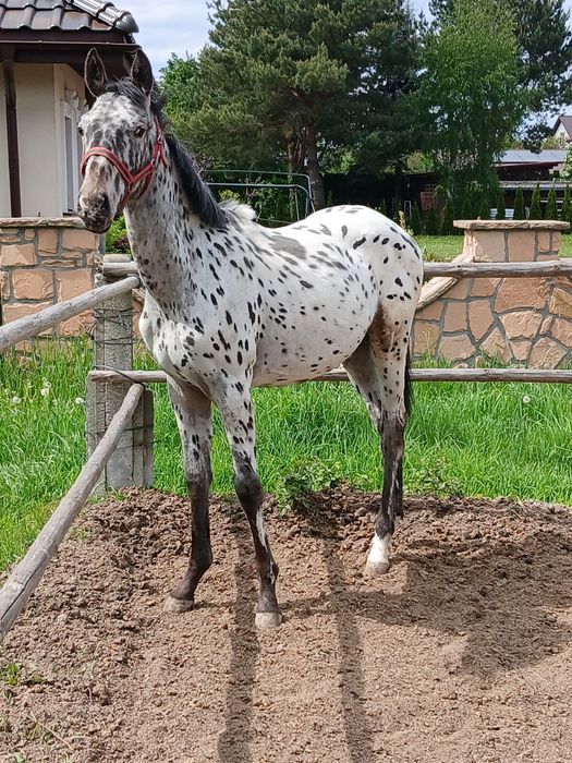 Ogier rasy małpolskiej