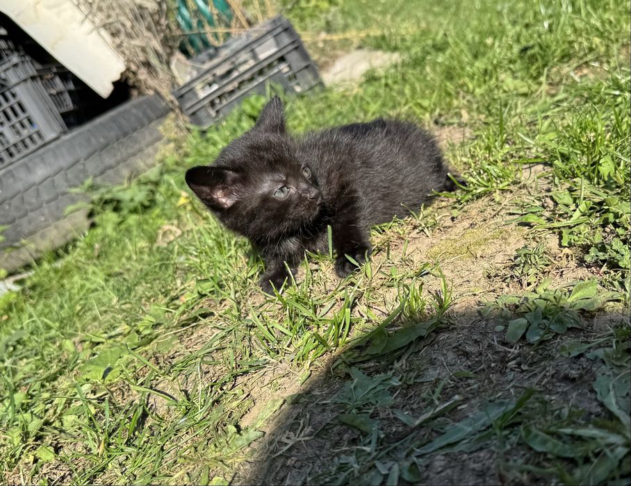 Віддам кошенят в добрі руки