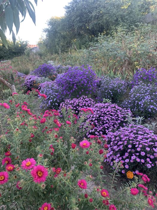 Квіти,Айстри багаторічні,рудбекіятюльпани,цибулинкові багаторічники