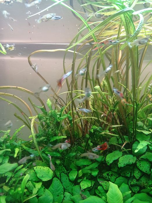 Vendo guppies macho adultos