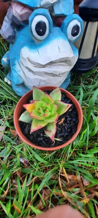 Plantas reprodução caseira adaptadas ao tempo.  Desde 3€. Vaso 8cm.