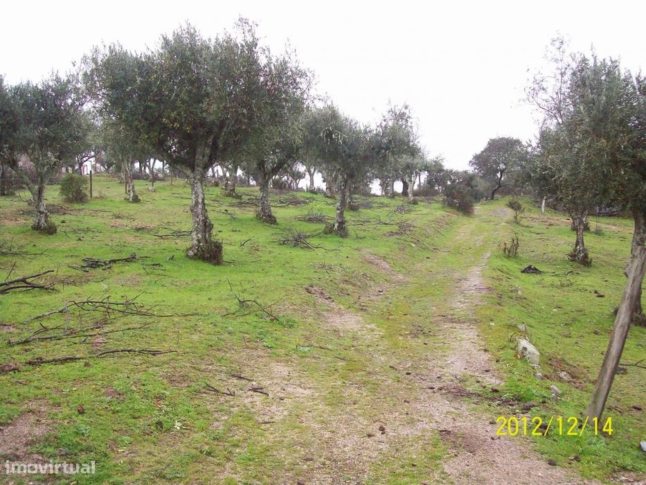 Herdade do Monte da Pedra.