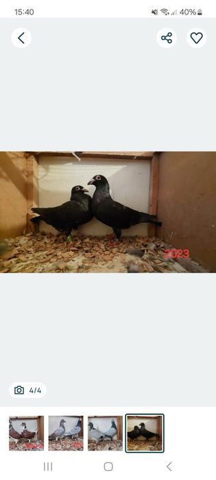 Parki gołębi pocztowych