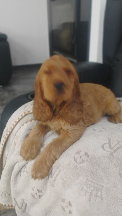 Sprzedam Cocker Spaniela