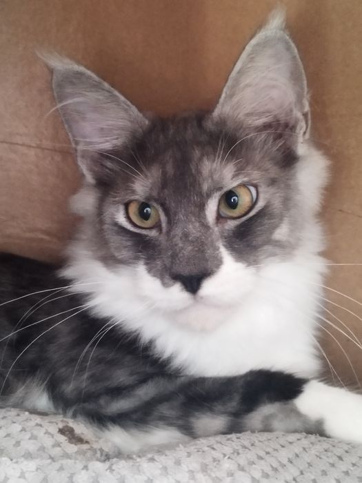 Kocurek i kotka Maine Coon 4,5  miesięczny