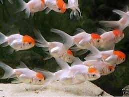 Акваріумні рибки