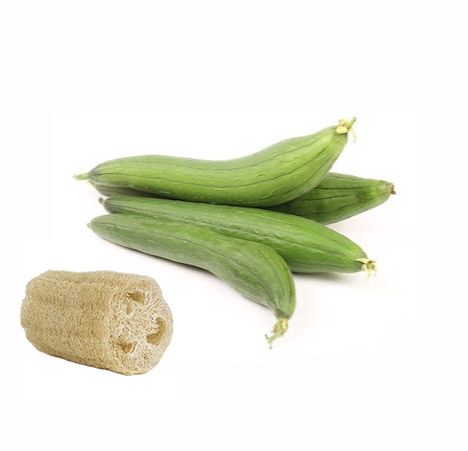 Sementes de Abóbora Luffa - Esponja Vegetal