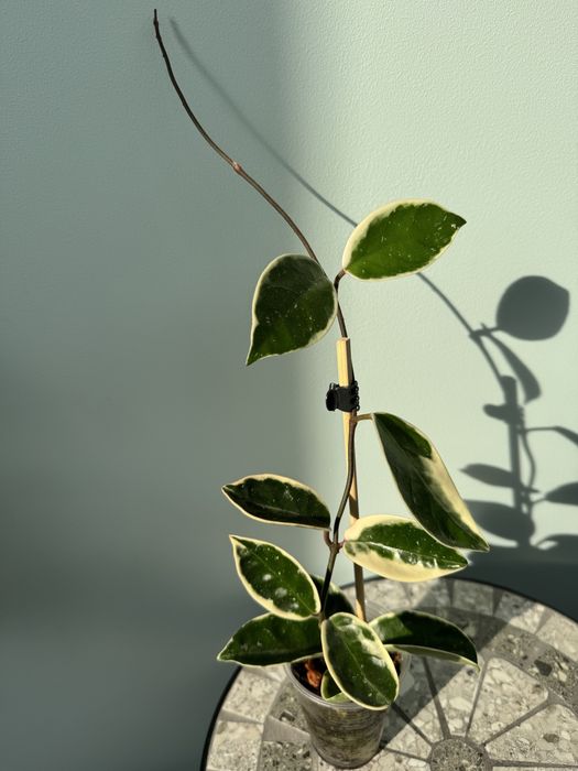 Хойя Кримсон Квин( Hoya carnosa Crimson Queen)