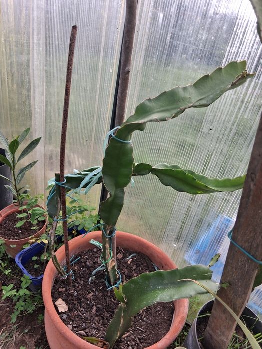 3 pitayas com raiz prontas