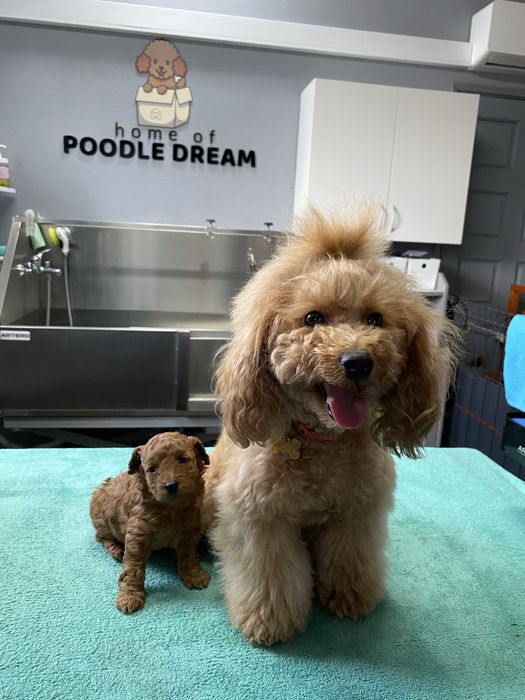 Linda puppy de Caniche/Poodle toy vermelho procura novo dono!!!