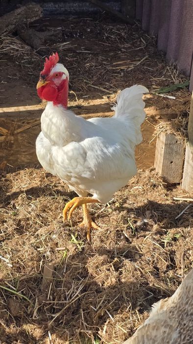 Galo Raça Galinha Branca Portuguesa