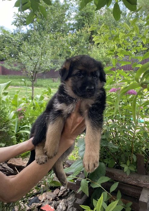 Німецька вівчарка -продам