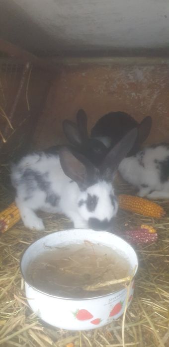 Німецький строкач