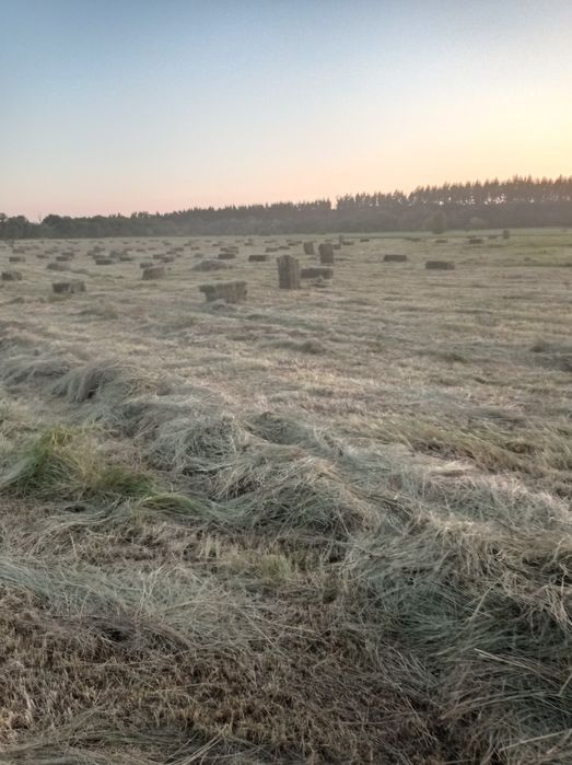 продам сіно лугове