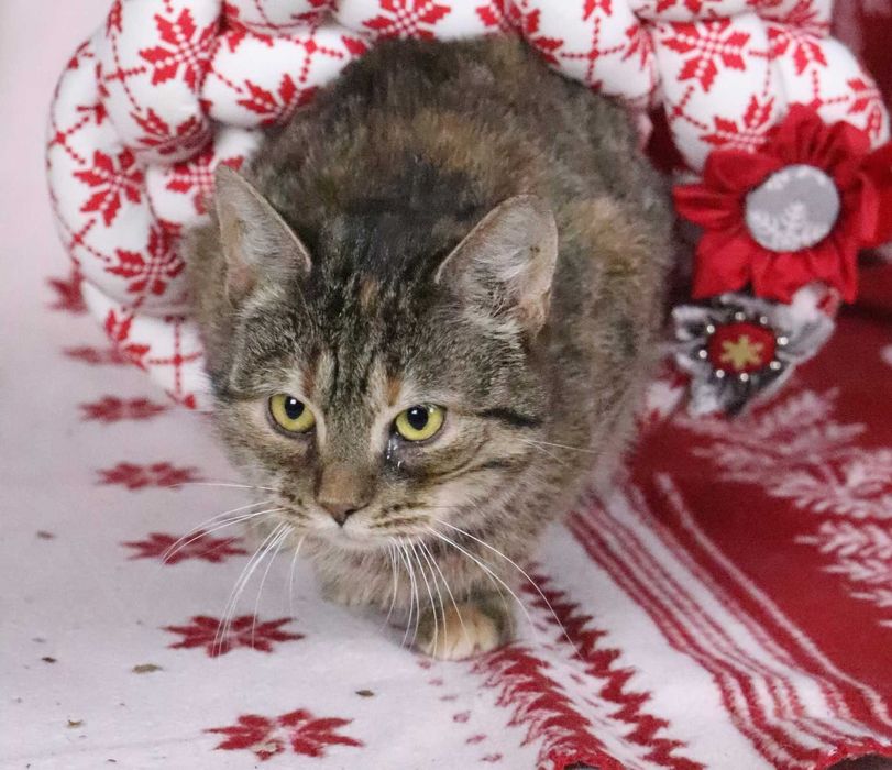 Chilli – delikatna, kochana kotka szuka spokojnego domu